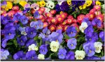 ⁦"55 4K LED Monitor⁩ - الصورة ⁦2⁩